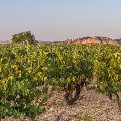 5 wines to your taste at the Bodegas Alconde winery